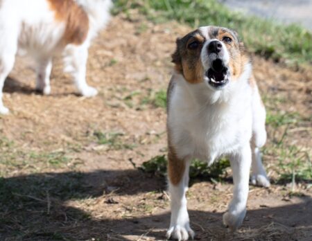 dog bite lawsuit what to do