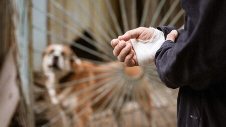 dog bite