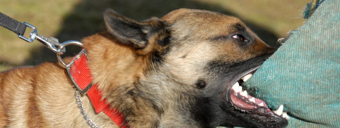 training of a police dog: belgian shepherd malinois