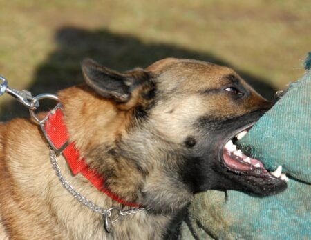 training of a police dog: belgian shepherd malinois
