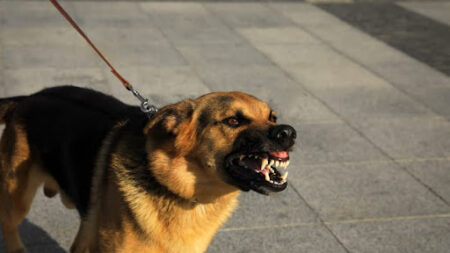 El Paso Dog Bite Lawyer