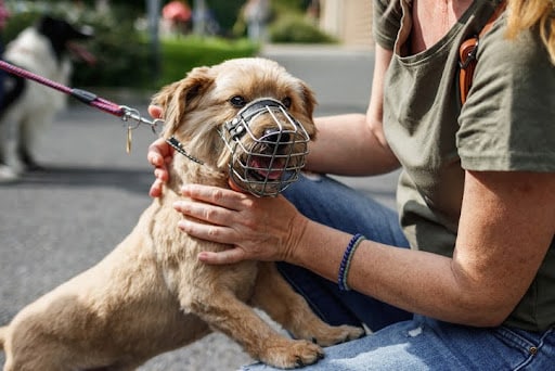 Prevent Dog Bite Accidents