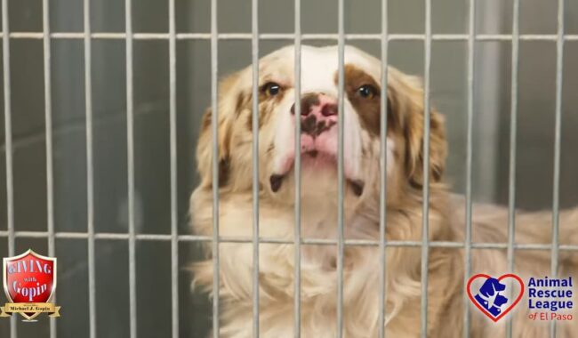 Animal Rescue League of El Paso_Giving with Gopin