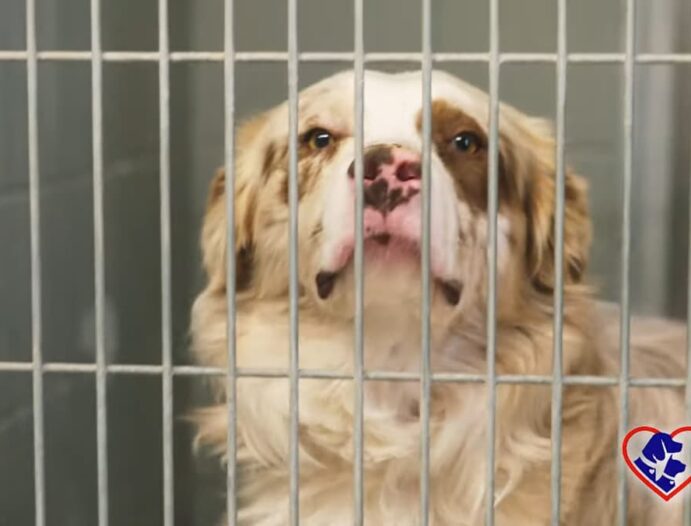 Animal Rescue League of El Paso_Giving with Gopin