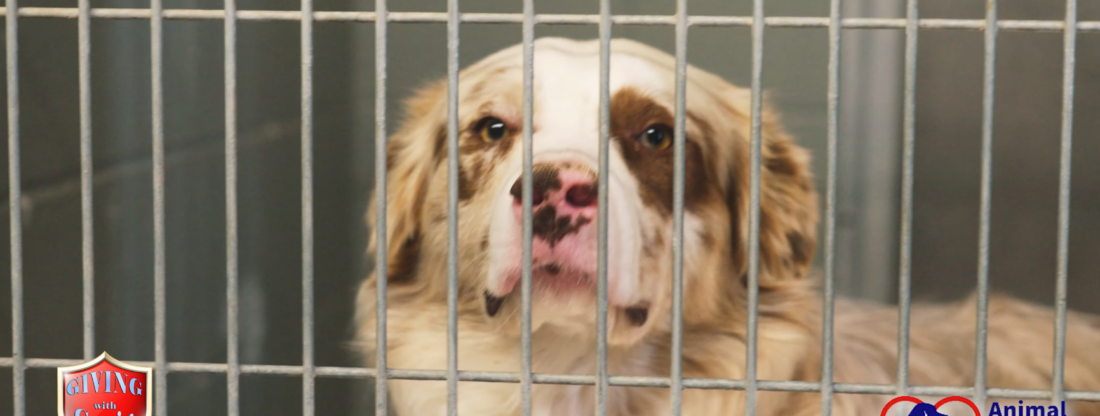Animal Rescue League