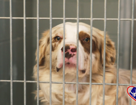 Animal Rescue League